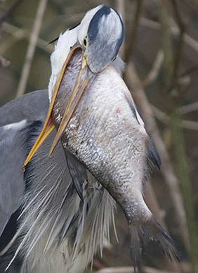 Blauwereiger_brasem291207L